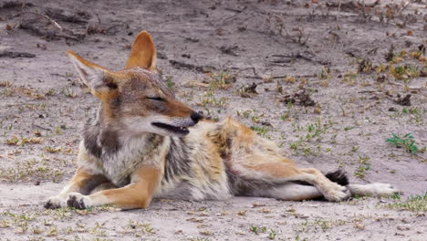 black-backed jackal resting on the ground and breathing heavily in the kalahari desert in africa