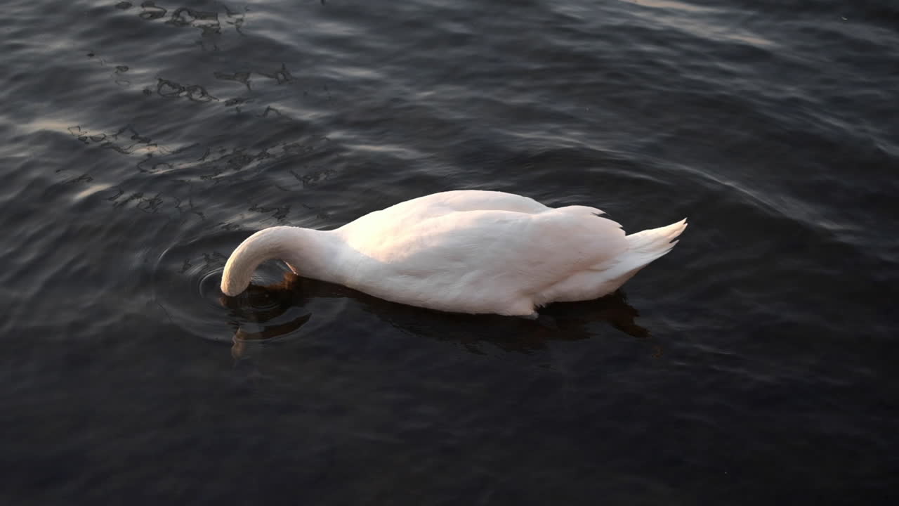 위에서 아래로 슬로모션으로 수영하는 백조