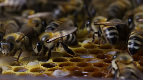 abejas en panal