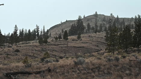 Bosques-En-La-Nevada:-La-Tranquilidad-De-La-Naturaleza