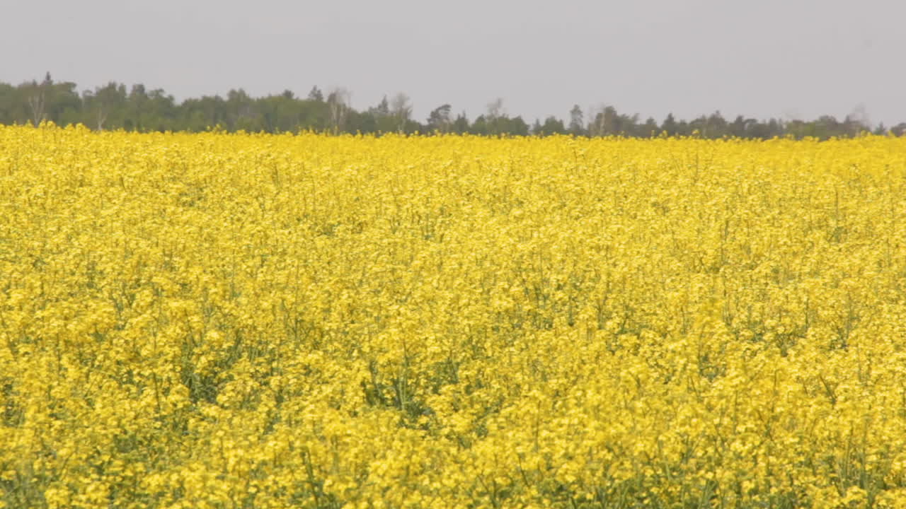 canola de colza floreciente o colza en latín brassica napus, planta para la energía verde y la industria petrolera, semilla de colza en el fondo del día soleado