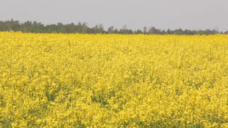 菜籽籽 (latin: canola) 是拉丁文中的一種植物,用於綠色能源和石油產業的植物,在陽光明<unk>的背景下種子.