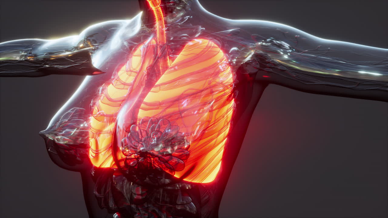 인체 에서 염증 된 폐 의 홀로그램