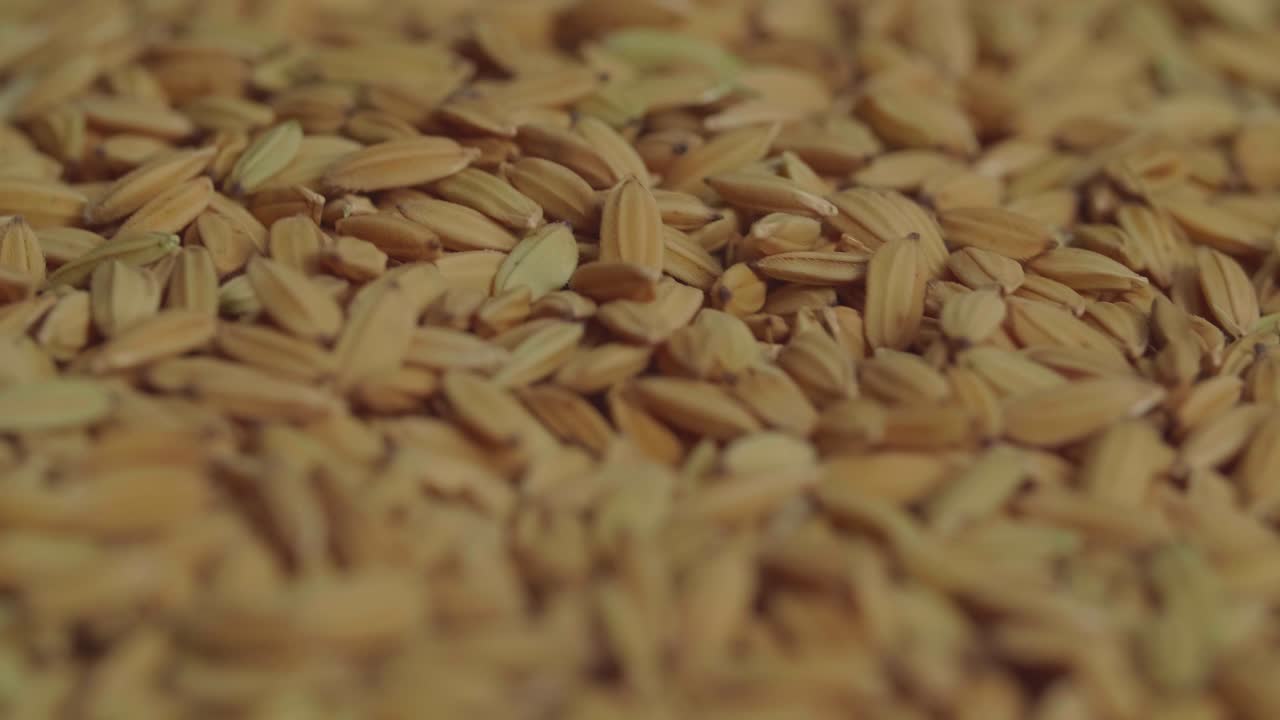 Rotating Close Up Of A Pile Of Seeds Rice In A Slow Motion