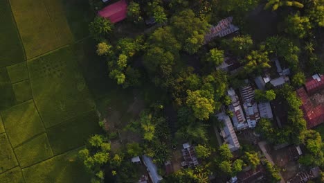 Volando-Sobre-Un-Pueblo-Rural-En-Bangladesh-Tropical-Rodeado-De-Campos-De-Arroz-En