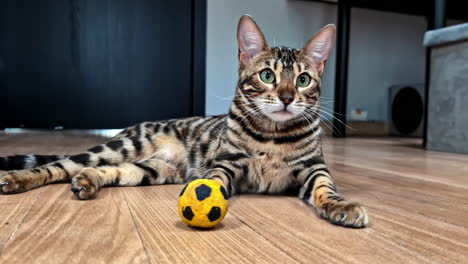 a bengal cat rests on the floor beside a small ball in riga, latvia - close up