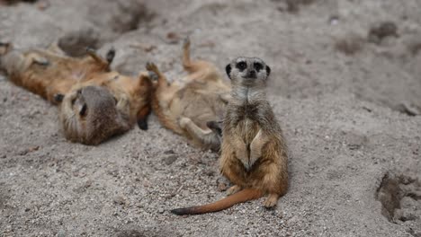 Gruppe-Ruhender-Erdmännchen-Auf-Sand-In-Der-Wildnis,-Einige-Liegen-Auf-Dem-Rücken,-Statische-Nahaufnahme