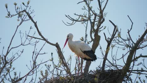 Störche-In-Einer-Natürlichen-Umgebung,-In-Einem-Baum,-In-Ihrem-Nest