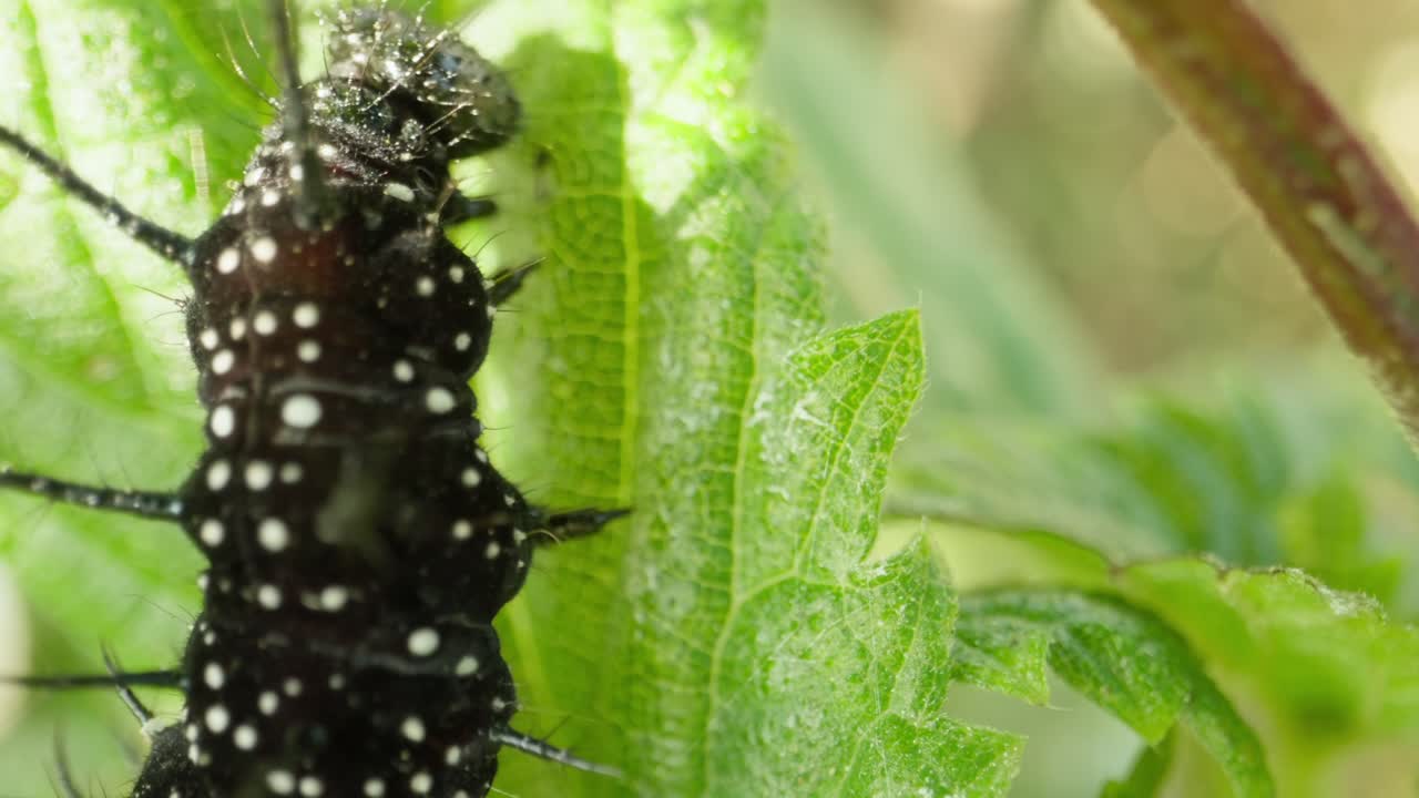 Black caterpillar with spines slowly devours leaf under shaded plant cover