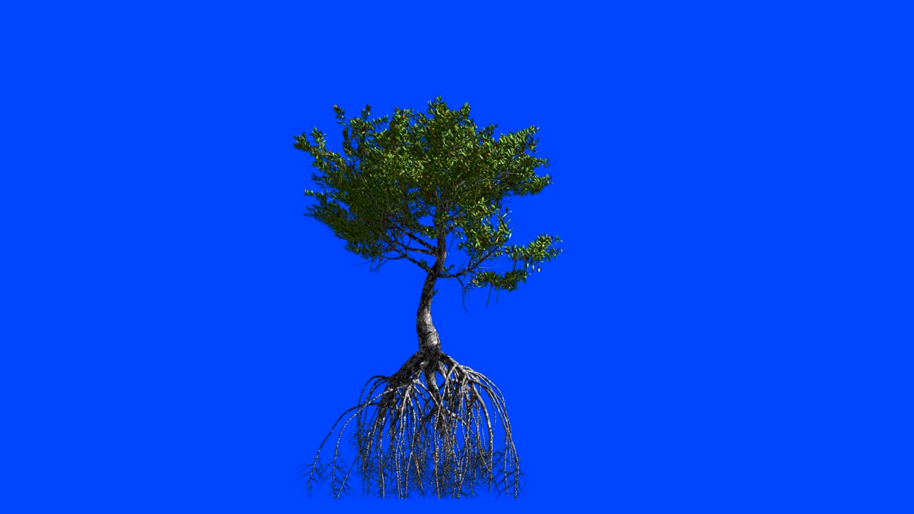 Mangrove with roots. Animation 3d. Blue screen alpha.