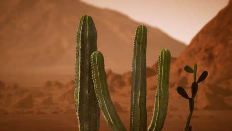 arizona desert sunset with giant saguaro cactus