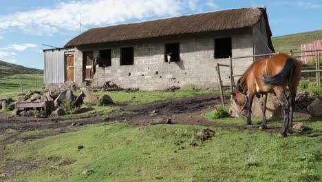 Cinder-block-barn-with-thatch-roof-holds-horses,-a-third-feeds-outside