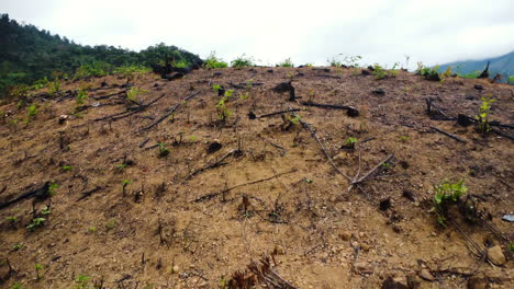 a patch with burnt plants on a hill slope prepared for growing agricultural crops in phuoc binh province, vietnam