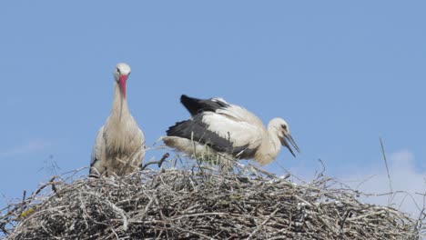 close-up of storks in a nest in the wild