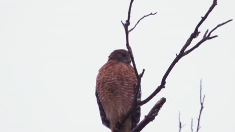 Red-shouldered-hawk-perched-on-a-large,-barren-branch-in-the-pouring-rain