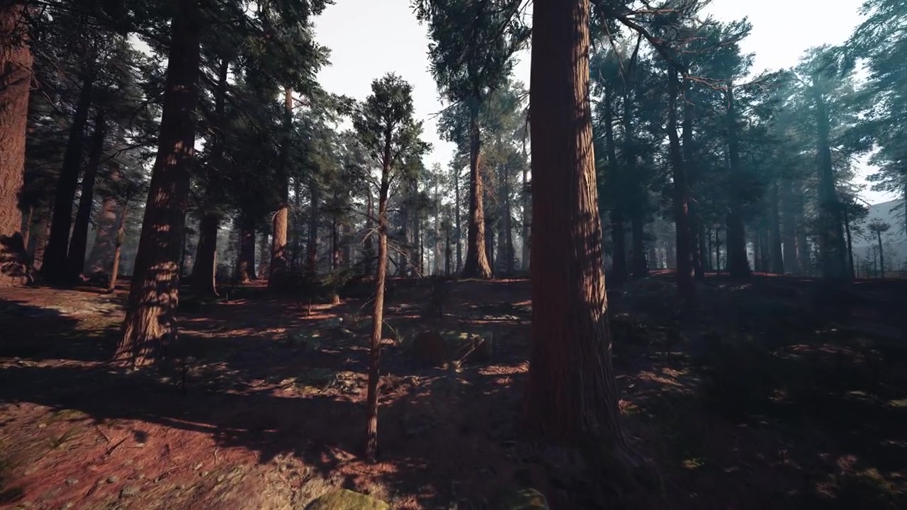 Scena di foresta soleggiata: una pineta tranquilla con la luce del sole che filtra attraverso
