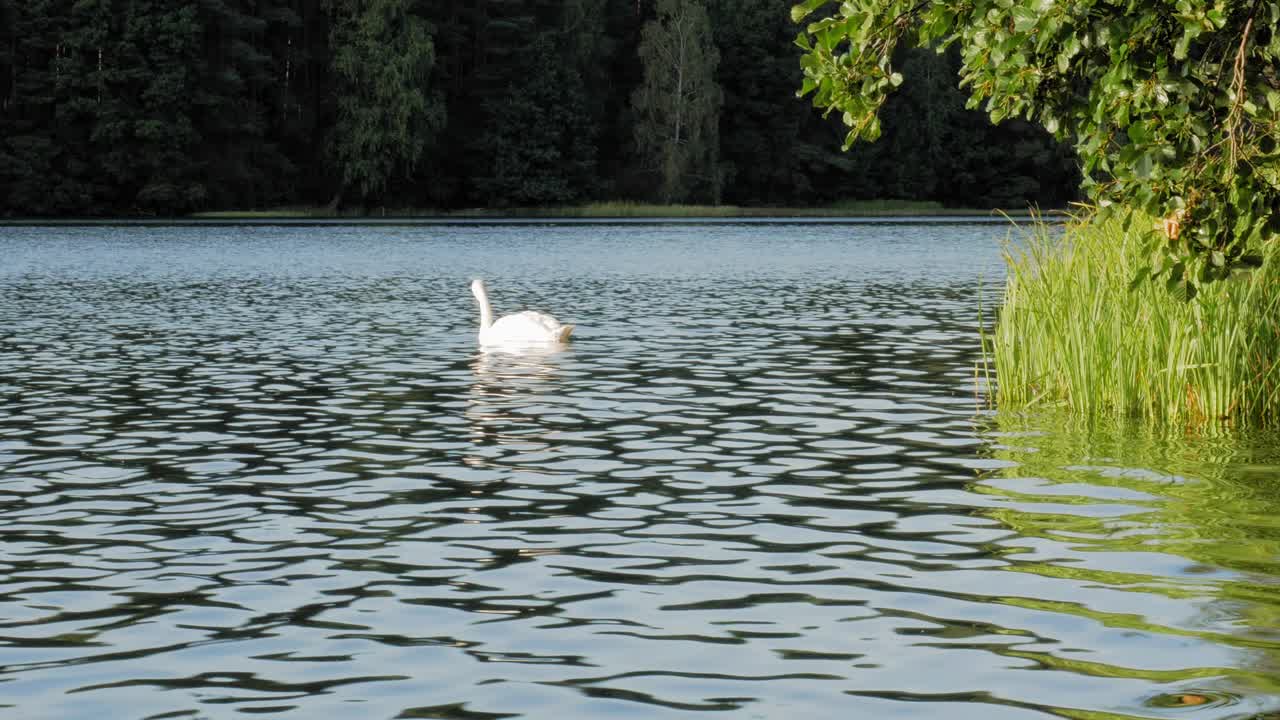 cisne blanco forrajeando y alimentándose junto a las aguas ondulantes del lago en pradzonka, polonia