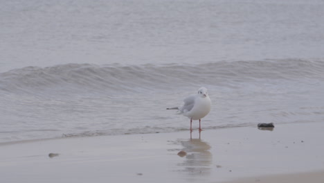 seagull stands on the seashore against the backdrop of the rolling sea