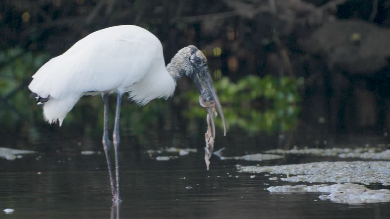 A wood stork catches a fish in shallow water, surrounded by natural wetland vegetation under soft light