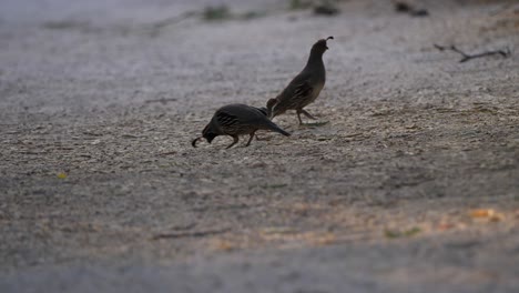 Codornices-Vagando-Por-Un-Sendero-De-Tierra-En-Busca-De-Comida-Al-Atardecer