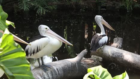 pelicans standing on logs above pond in tropical wildlife habitat