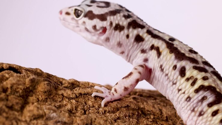 Ein Leopardgecko kriecht langsam über einen braunen Baumstamm mit Textur unter heller Studiobeleuchtung