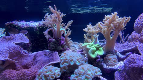 Colorful-coral-reef-with-vibrant-marine-life-in-an-underwater-scene