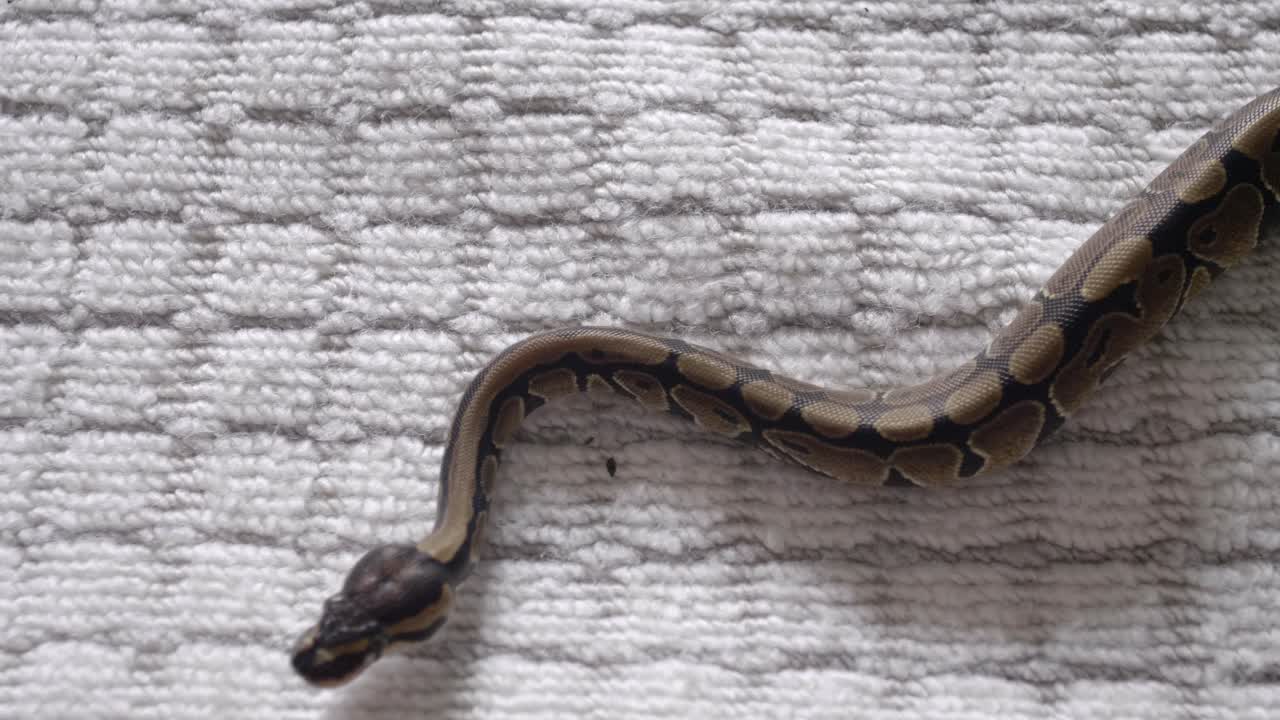 bebé phyton moviéndose alrededor de las manos