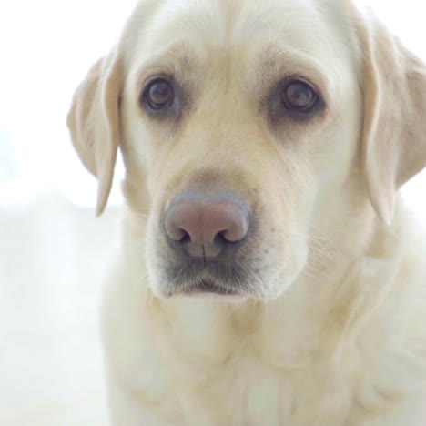 gran perro blanco