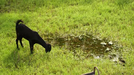 a handheld mid wide shot of an indian goats grazing grass on a swampy wetland with water pools and mud during a sunny day