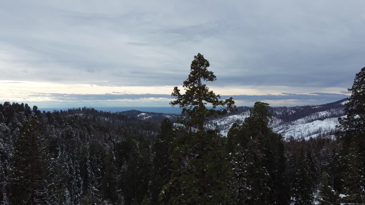 secuoyas gigantes en el parque nacional de las secuoyas, toma aérea de grúa de arriba a abajo de montañas cubiertas de nieve