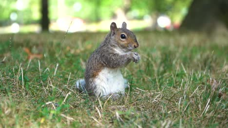 Ein-Eichhörnchen,-Das-Sein-Mittagessen-In-Den-Boston-Commons-In-Massachusetts-Isst