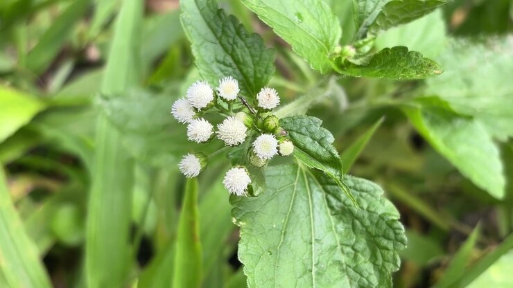 Close-up of White Ageratum Conyzoides Flowers in Nature