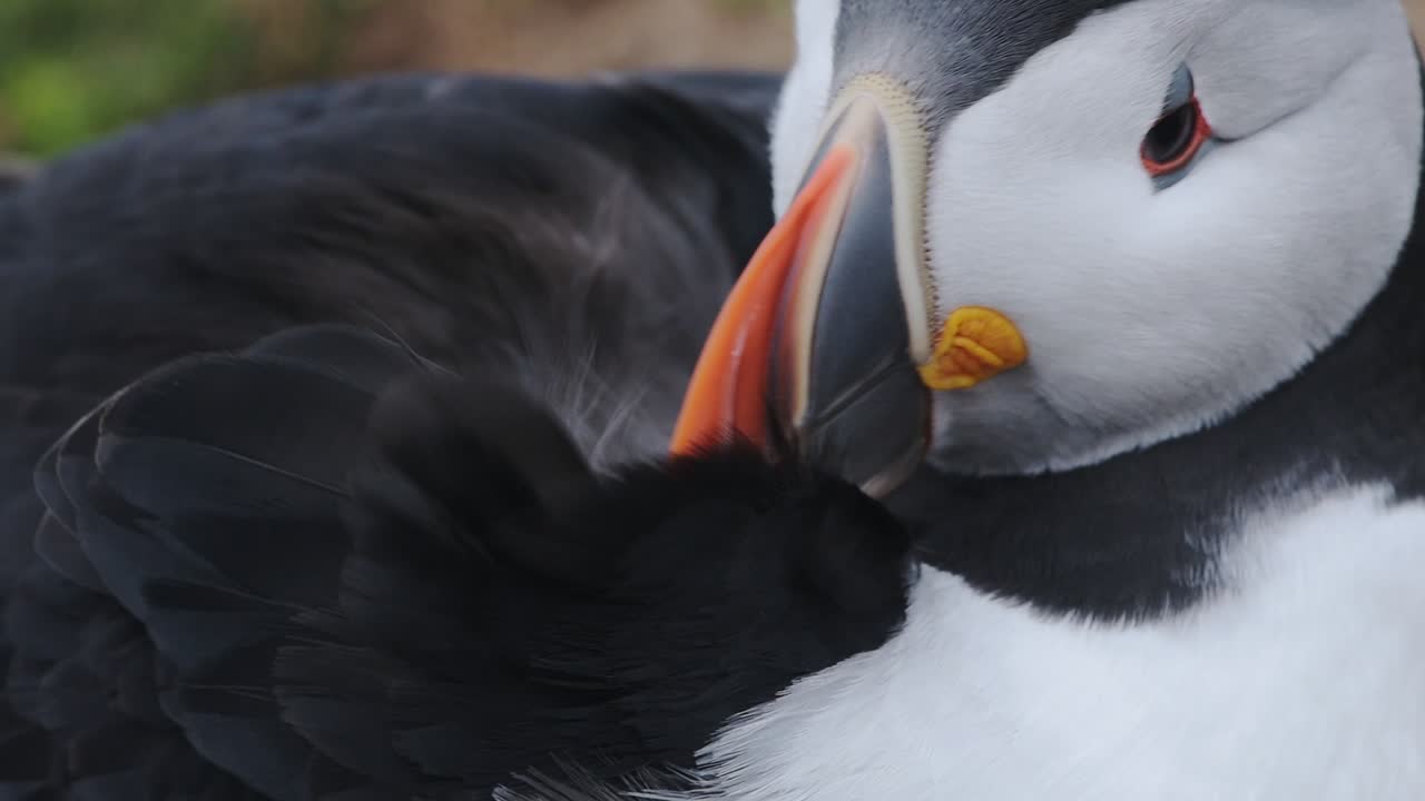 An Adorable Common Puffin Scratching His Backside In Skomer Island. -close up shot