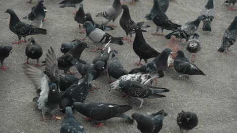 palomas alimentándose en el suelo de la plaza de la catedral en san cristóbal de las casas, chiapas, méxico