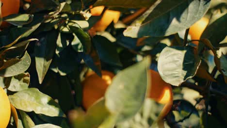 close up farmers hand picking orange from orange tree branch in orchard in spain