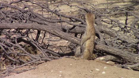 cute and curious african meerkat looks around on breezy kalahari day