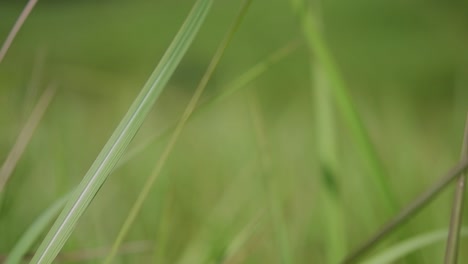 Una-Hierba-Perenne-Originaria-De-Asia-Tropical-Y-Subtropical-Y-También-Introducida-En-Varios-Países