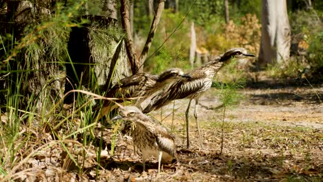 bush-stone-curlew,-bush-thick-knee-bird