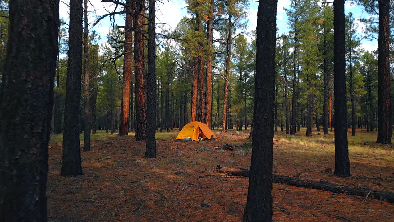 Walking by a beautiful pine tree wood. Approaching an orange tent standing in the forest