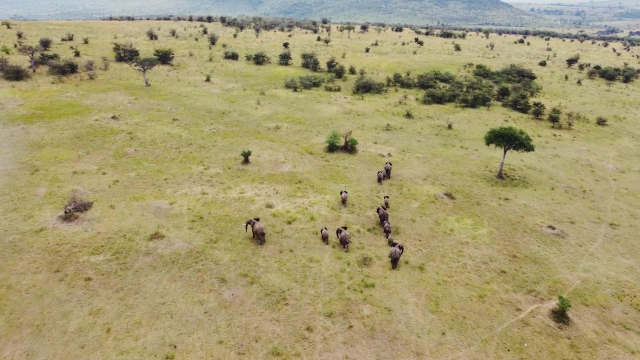 Filmatisk luftopptak av en familie afrikanske elefanter som streifer over den enorme Maasai Mara-savannen i Kenya på dagtid, og viser dyreliv i sitt naturlige habitat