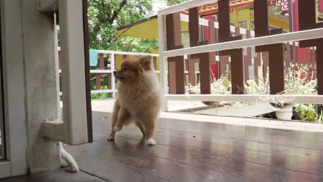 perro pomeraniano marrón, mascota pequeña y linda cuidado de pelo corto estilo de cara redonda, correr alrededor de la casa.