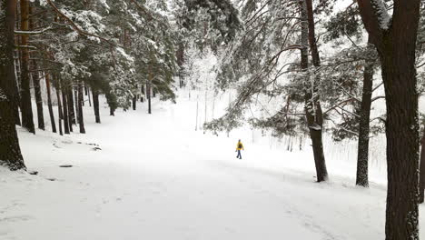 schneebedeckter wald