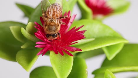 a honeybee interacts with a vivid pink flower amidst lush green leaves in a brightly lit studio setting