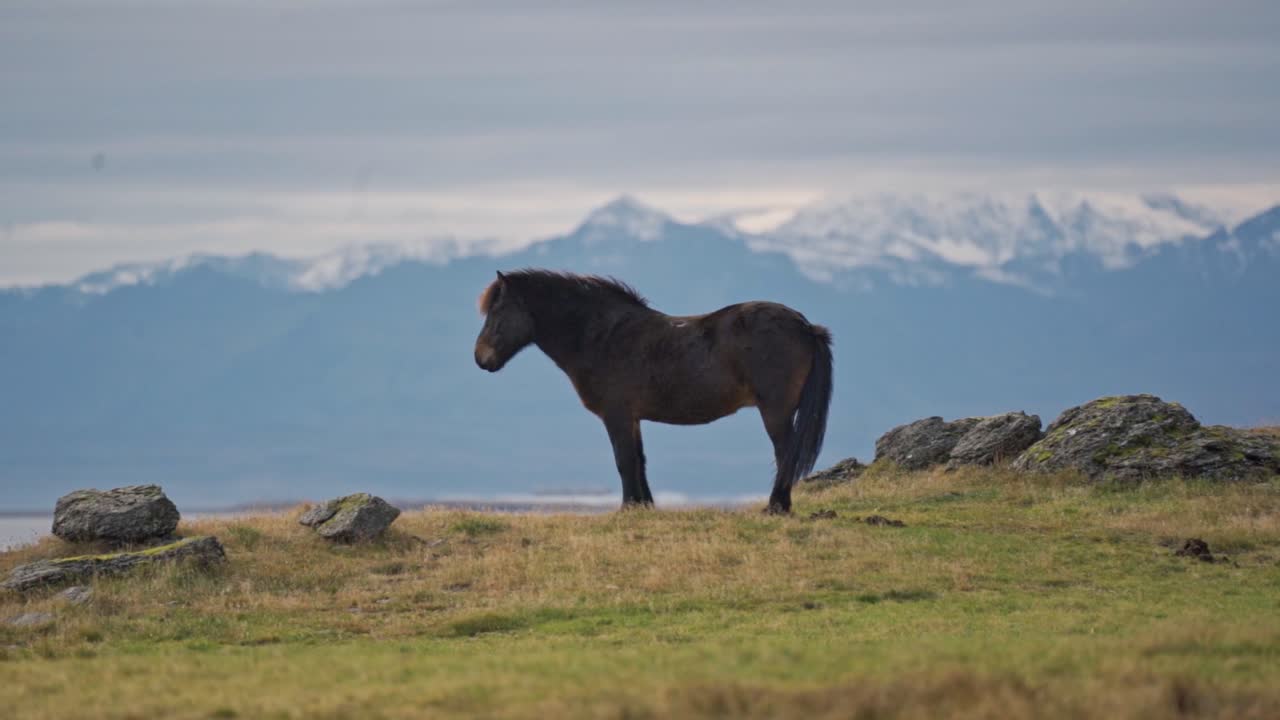 A majestic Icelandic horse stands solitary on a grassy hill, its dark mane and tail contrasting with the golden hues of the autumn grass