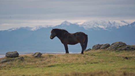 a majestic icelandic horse stands solitary on a grassy hill, its dark mane and tail contrasting with the golden hues of the autumn grass
