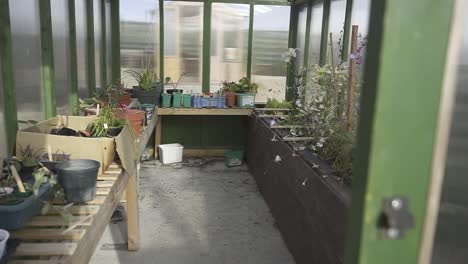 sunlight illuminating a variety of plants on wooden shelves inside a greenhouse creates a vibrant and serene atmosphere