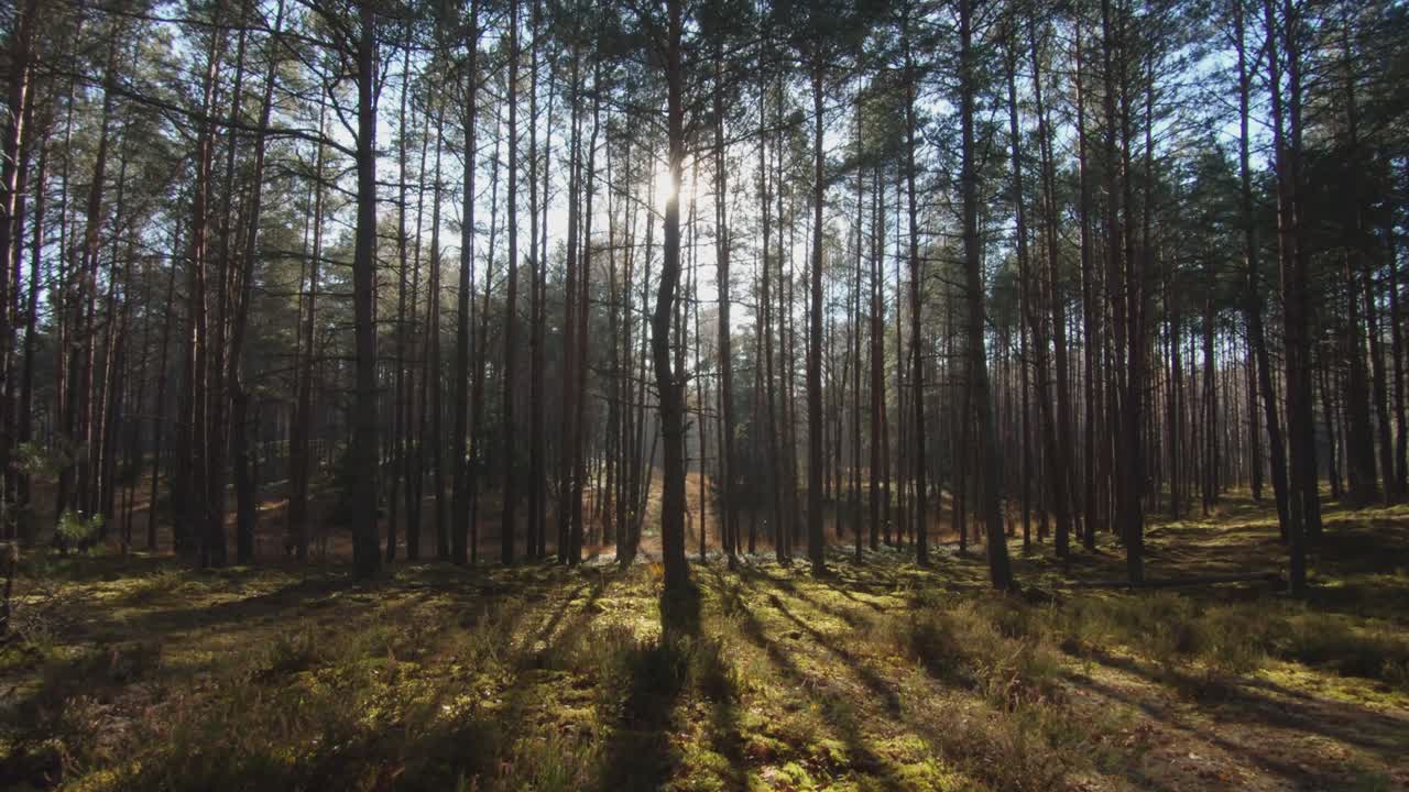 Coniferous Tree Trunks in a Mossy Forest on a Sunny Day-1