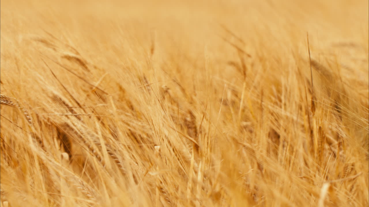Close up wheat fields - A captivating view of farming, food, and nature's bounty
