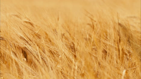 Close-up-wheat-fields---A-captivating-view-of-farming,-food,-and-nature's-bounty